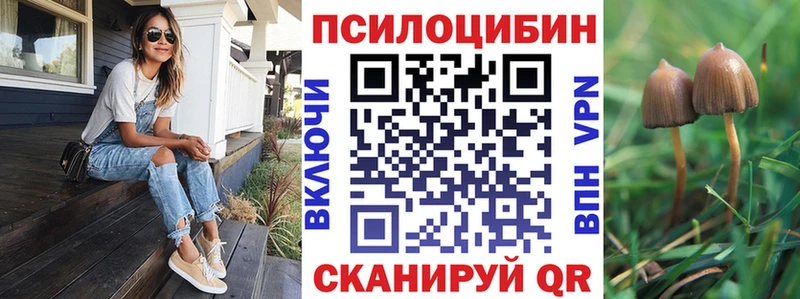 Псилоцибиновые грибы Psilocybe  купить наркотики сайты  Багратионовск 
